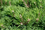 Detail Pinus nigra 'Pyramidalis'