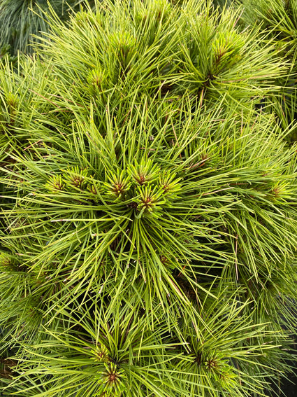 Zwarte den - Pinus nigra 'Spielberg'