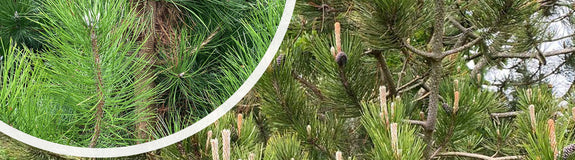 Zwarte den - Pinus nigra 'Nigra' met detail naalden