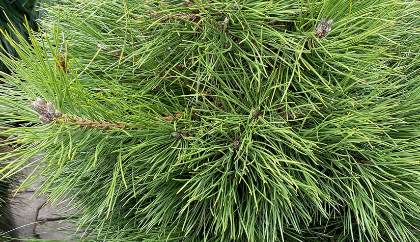Naalden Zwarte den - Pinus nigra
