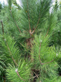 Zwarte den - Pinus nigra 'Nigra' (foto November)