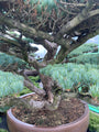  Japanse witte den - Pinus parviflora 'Glauca' (bonsai)