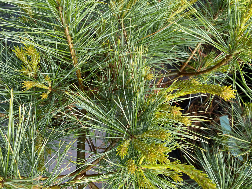 Dwergconifeer Montereyden - Pinus radiata