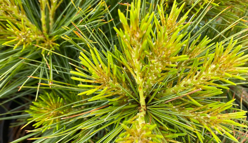 Pinus strobus 'minima'