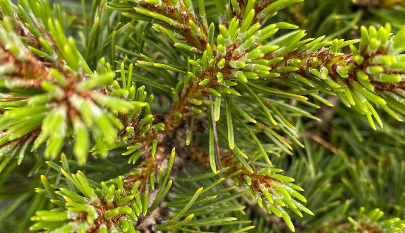 Detail Den - Pinus uncinata 'Grüne Welle'