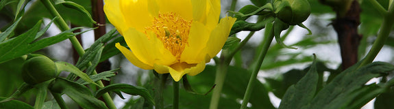 Pioenroos - Paeonia lutea 'Yellow Queen'
