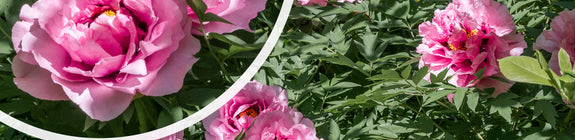 Gewone boompioen - Paeonia suffruticosa in bloei
