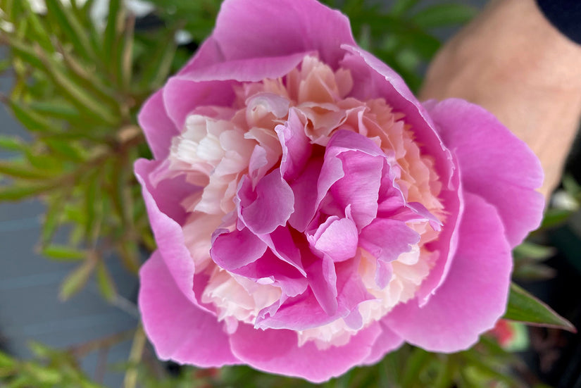 Pioenroos - Paeonia 'Raspberry Sundae'