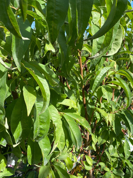 Platte nectarine - Prunus persica nucipersica 'Flateryna'