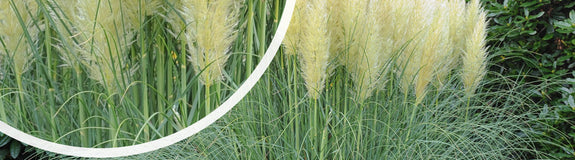 Pampasgras - Cortaderia selloana 'White Feather'