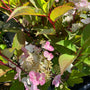 Pluimhortensia - Hydrangea paniculata 'Early Harry'