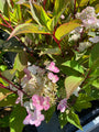 Pluimhortensia - Hydrangea paniculata 'Early Harry'