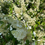 Bloempluimen Pluimhortensia - Hydrangea paniculata 'Kyushu'