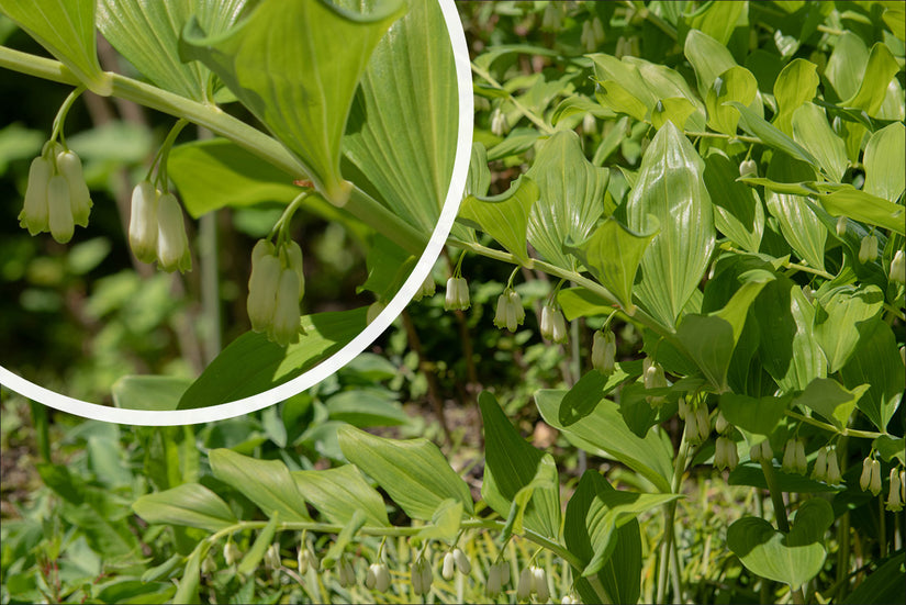 Tuinsalomonszegel - Polygonatum x hybridum 'Weihenstephan' bloeiwijze