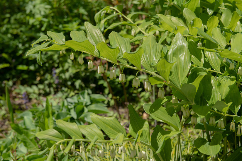 Tuinsalomonszegel - Polygonatum x hybridum 'Weihenstephan'