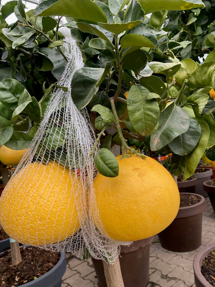 Pompelmoes - Citrus maxima (Grapefruit)