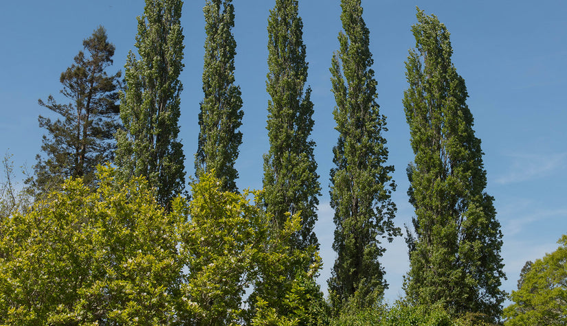 Italiaanse populierenboom - Populus nigra 'Italica' (Zuilvorm)