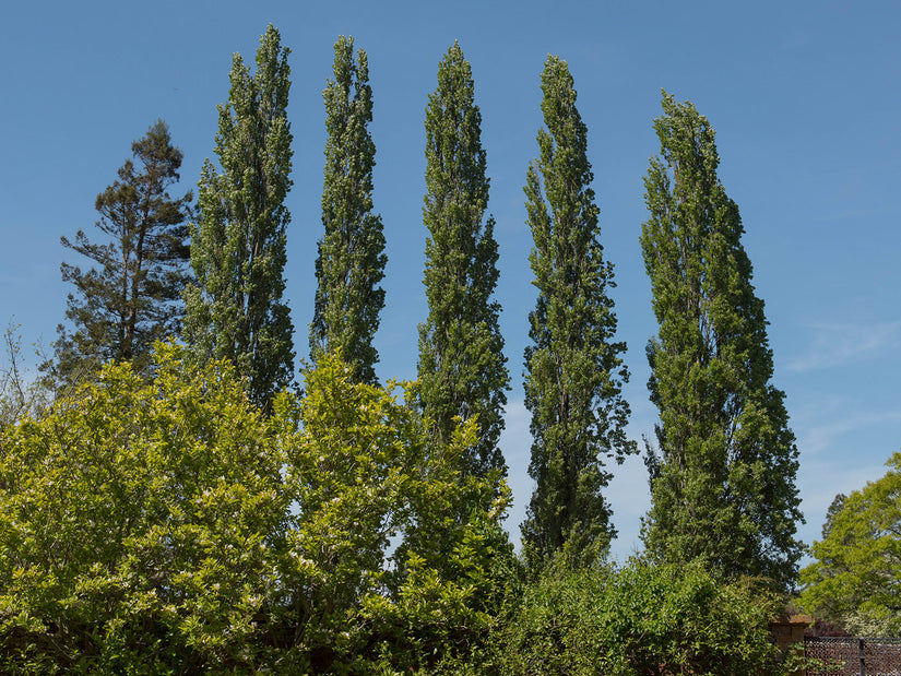 Italiaanse populierenboom - Populus nigra 'Italica' (Zuilvorm)