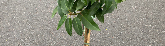 Portugese laurier op stam - Prunus Lusitanica 'Angustifolia'