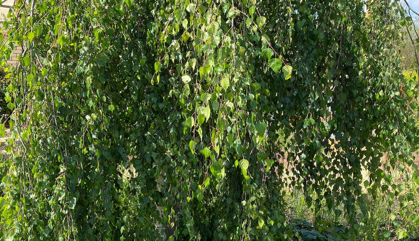 Prieelberk - Betula pendula 'Youngii'
