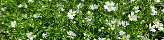 Bloeit witte bloemen - goed voor bijen en vlinders