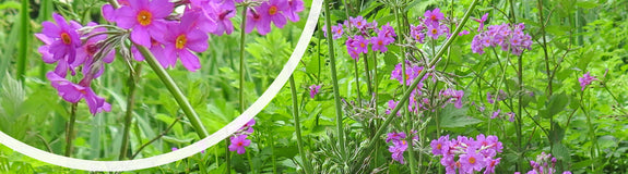 Sleutelbloem - Primula beesiana
