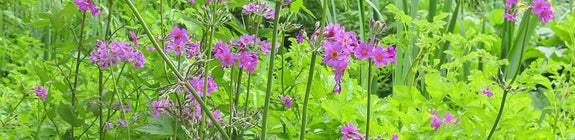 Border met Sleutelbloem - Primula beesiana