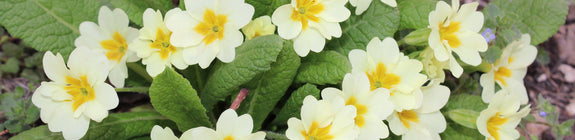 Sleutelbloem - Primula vulgaris