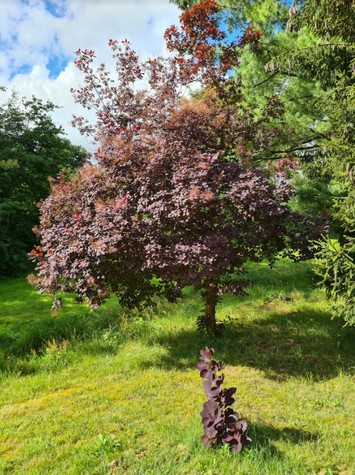 Pruikenboom in de tuin of border
