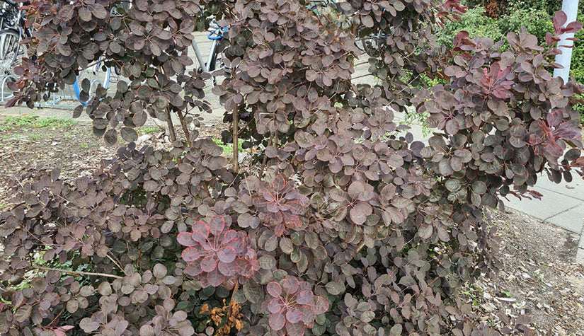 Pruikenboom heesters roodblad