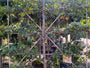 Lei Pruimenboom - Prunus domestica 'Reine Claude Verte' Leiboom