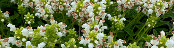 Brunel - Prunella grandiflora 'Alba'