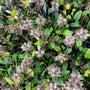 Prunella grandiflora 'Alba' in de herfst