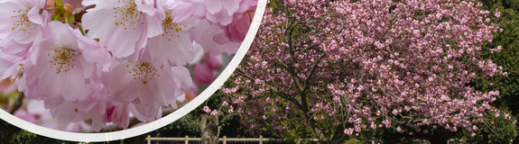 Japanse sierkers - Prunus 'Accolade' in bloei