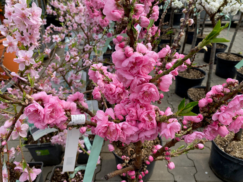 Dwergperzik - Prunus Persica 'Pink Peachy' bloei