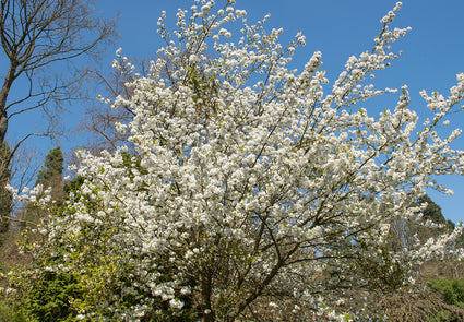 Japanse sierkers - Prunus 'Umineko' Hoogstam