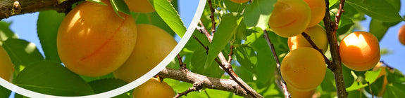 Abrikozen - Prunus armeniaca - dwergboom