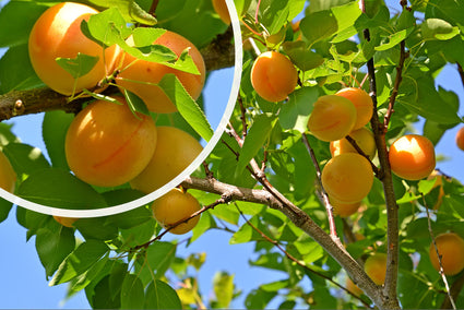 Abrikozen - Prunus armeniaca - dwergboom