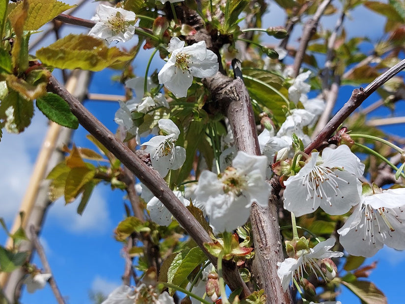 Bloesem Prunus avium 'Bigarreau Napoléon'