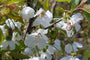 Bloesem Kersenboom - Prunus avium 'Hedelfinger'
