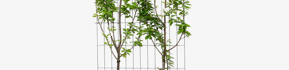 Prunus avium 'Duo-kers' (zoet) kant en klaar haag 120 x 180 cm, C90