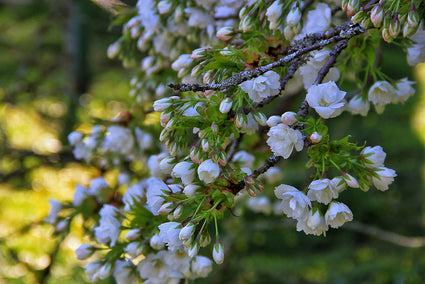 Dubbele Sierkers - Prunus avium 'Plena' Rijke bloei