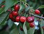 Prunus avium 'Bigarreau Napoléon' kersen