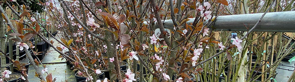 Kerspruim - Prunus cerasifera 'Pissardii'