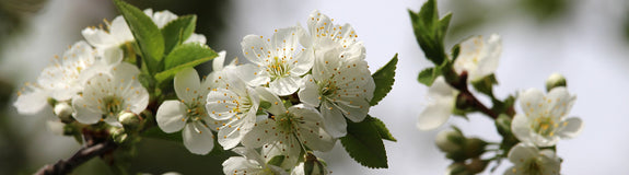 Prairiekers -  Prunus cerasus x fruticosa ‘Carmine Jewel’