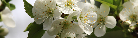 Prairiekers - Prunus cerasus x fruticosa ‘Valentine’