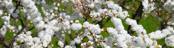 Sierkers - Prunus glandulosa 'Alba Plena'