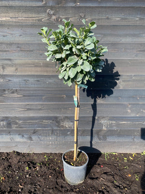 Halfstam 120 cm, C10 pot