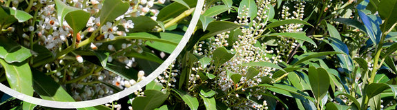 Laurierkers - Prunus laurocerasus 'Genolia' in bloei