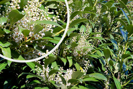 Laurierkers - Prunus laurocerasus 'Genolia' in bloei